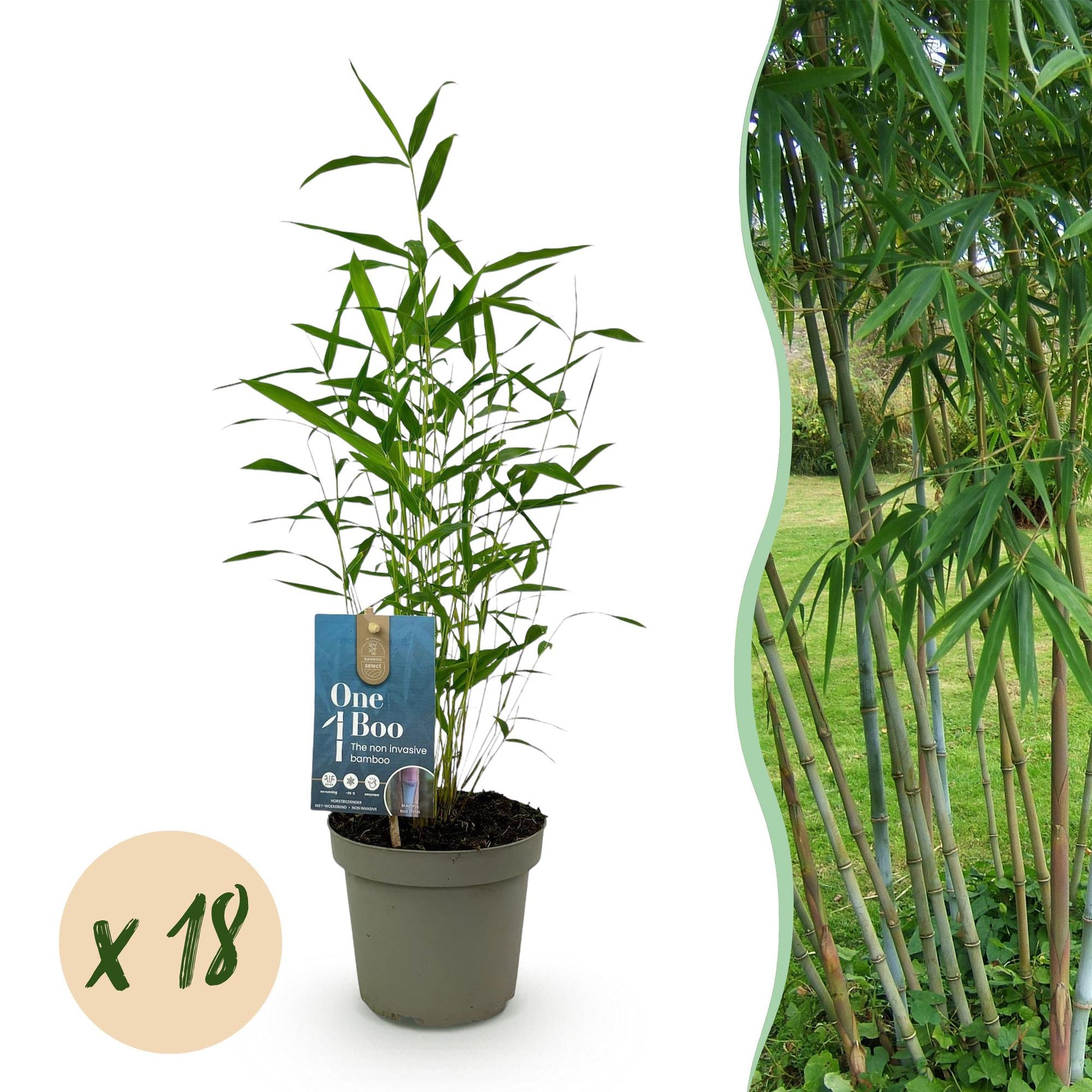 Green boutiQ - Bambus - Fargesia Blue Dragon - Immergrün - Wächst Nicht Unkontrolliert - Grün - 18 Pflanzen - Topf 14cm - Höhe 35cm 