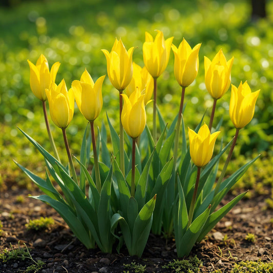 GreenboutiQ - Blumenzwiebeln - Tulp Sylvestris - Farbe Gelb - 20 Stück - Zwiebelgröße 5/6 - XXL Pack 