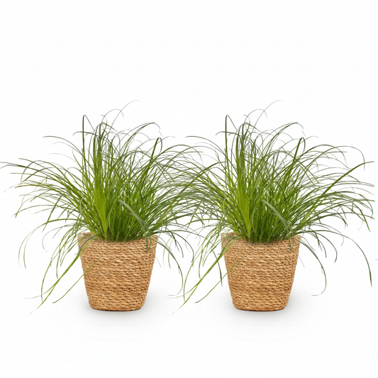 Green boutiQ - Zimmerpflanze - Cyperus alternifolius Zumula - Katzenpflanze - Haustierfreundliche Pflanze - Grün - 2 Pflanzen - mit Korb - Topf 12cm - Höhe 20cm 