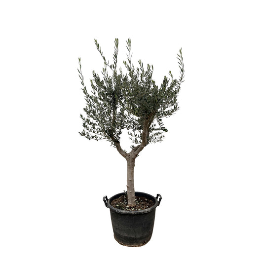 Olivenbaum - Olea Europaea Cultivo - 220cm - Ø40cm