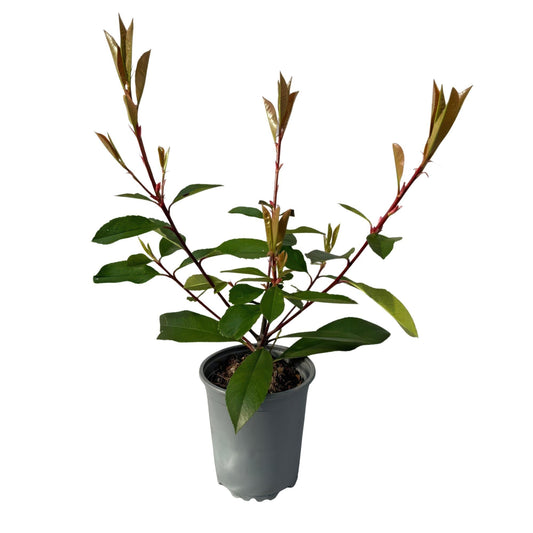 Frasers Glanzmispel – Photinia fraseri Red Robin – Heckenpflanze – Blatt rot grün – 8 Pflanzen – 1 laufender Meter – immergrün – 9cm Höhe 30-35cm 