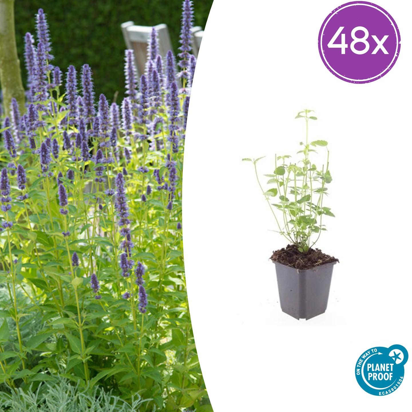 Agastache 'Black Adder' – 48 Pflanzen – ↕10-25cm – Ø9cm – Staude – Dunkelviolette Blüten – Sonnig – Bienenfreundlich & Pflegeleicht 