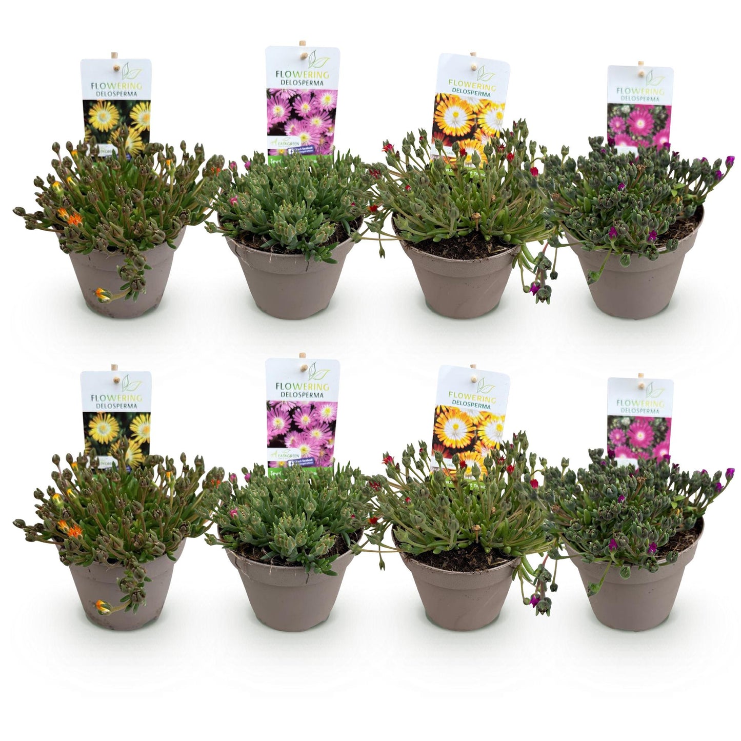GreenboutiQ - Bodendecker - Winterhart - Delosperma Jewel of Dessert - 8 Pflanzen - Farben Rot - Orange - Lila - Rosa - Pflegeleicht - Topf 14cm Höhe 17cm 
