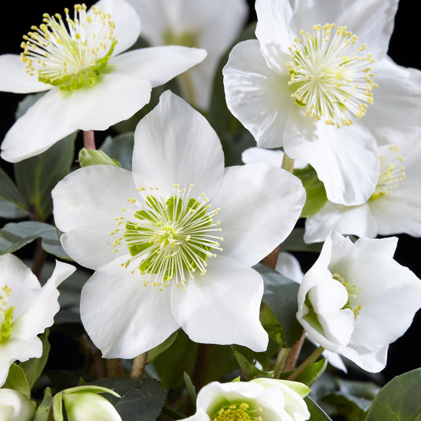 GreenboutiQ - Gartenpflanze - Weihnachtsrose - Helleborus Christmas Carol - Weiße Blüte - 2 Pflanzen - Immergrün - Topf 14cm Höhe 30cm 