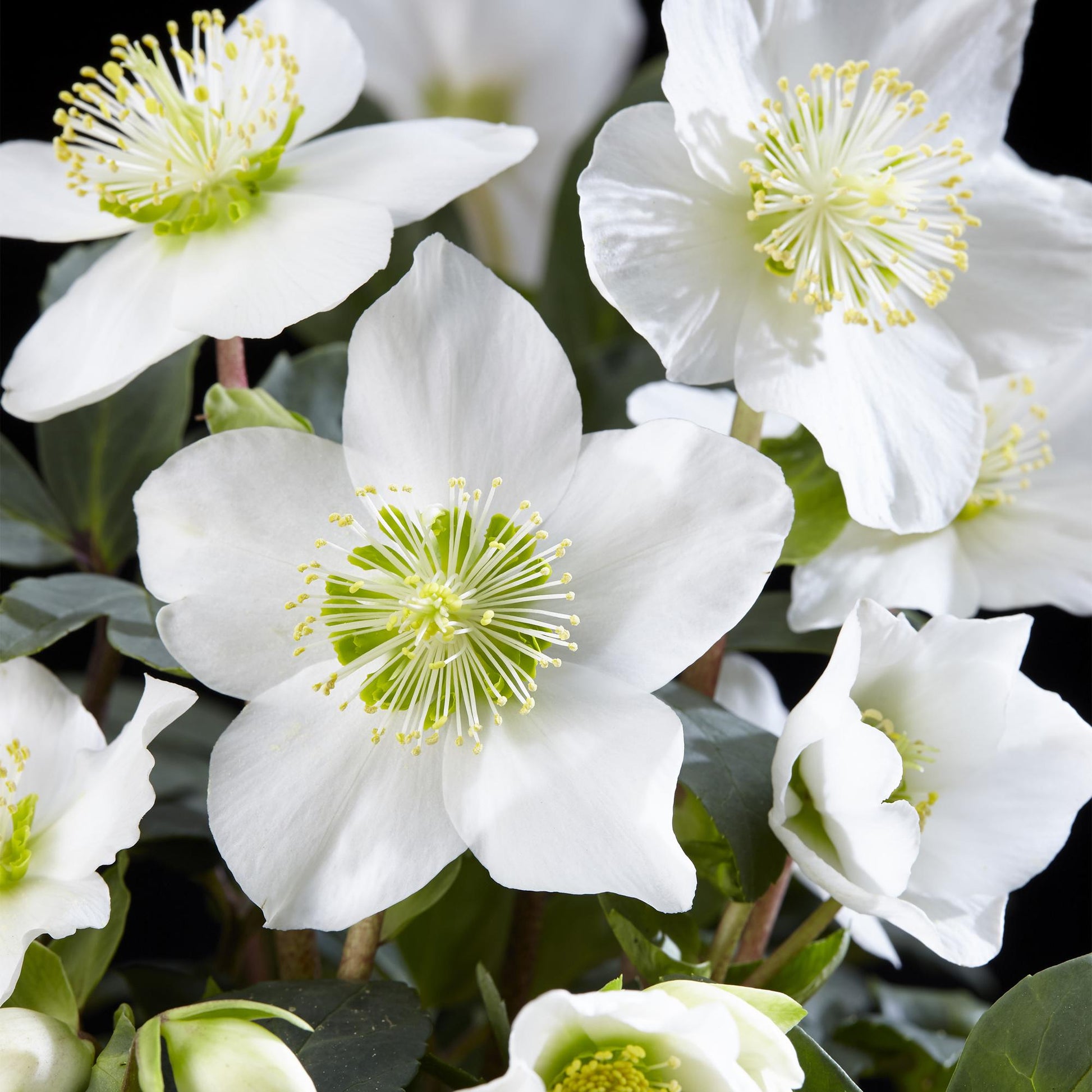 GreenboutiQ - Gartenpflanze - Weihnachtsrose - Helleborus Christmas Carol - Weiße Blüte - 2 Pflanzen - Immergrün - Topf 14cm Höhe 30cm 