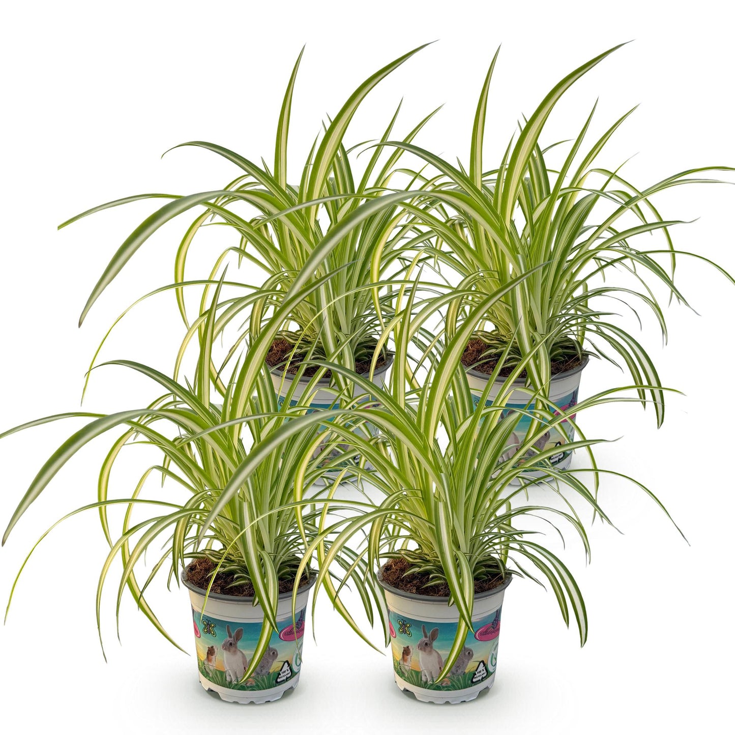 Green boutiQ - Zimmerpflanze - Chlorophytum comosum Variegatum - Katzengras - Haustierfreundlich - Bunt - 4 Pflanzen - Topf 12cm - Höhe 25-30cm 