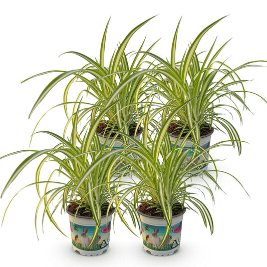 Green boutiQ - Zimmerpflanze - Chlorophytum comosum Variegatum - Katzengras - Haustierfreundlich - Bunt - 4 Pflanzen - Topf 12cm - Höhe 25-30cm 