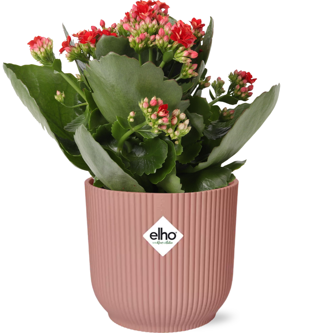 Flammendes Käthchen – Kalanchoe Rosalina Don Justino Rot – Zimmerpflanze mit roten, gefüllten Blüten – Inklusive Vibes Fold Topf Rosa 14 cm – Pflegeleicht & sukkulent – Für helle Innenräume