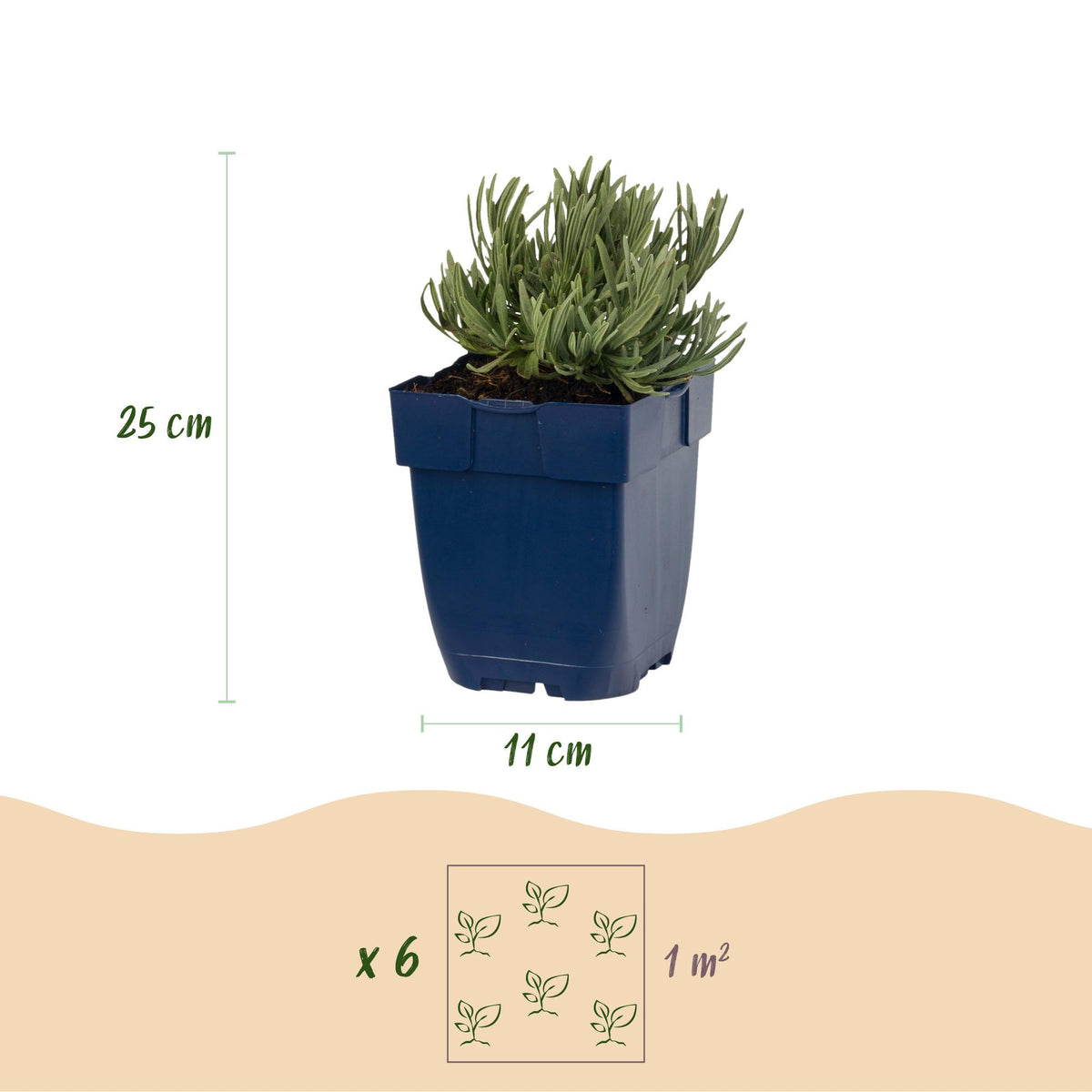 Lavendel 'Rosea' – Lavandula angustifolia 'Rosea' – 6 Pflanzen – Topf Ø11cm – Bienenfreundliche Staude für Garten & Balkon