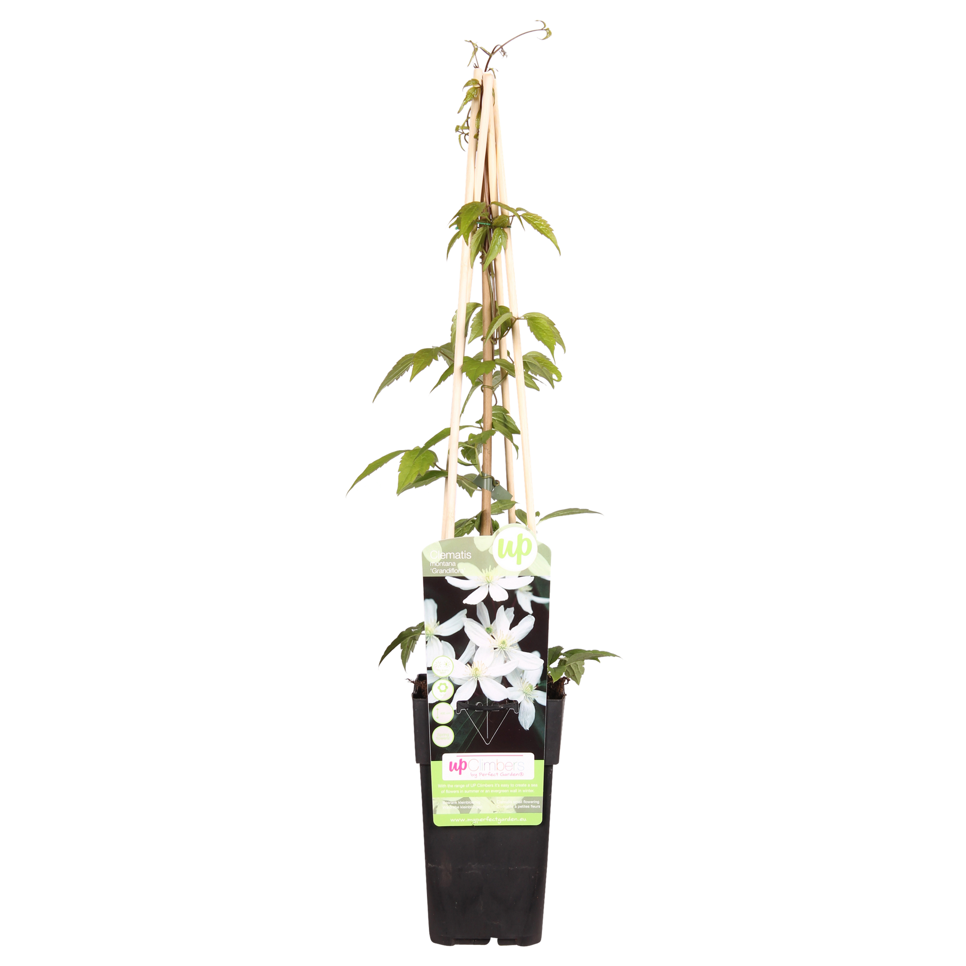Waldrebe - Clematis Montana 'Grandiflora' – Weiße Blüten – Duftende Kletterpflanze – Ca. 65 cm hoch – Ø15 cm – Frühjahrsblüher – Schnellwachsend & winterhart 
