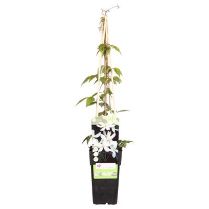 Waldrebe - Clematis Montana 'Grandiflora' – Weiße Blüten – Duftende Kletterpflanze – Ca. 65 cm hoch – Ø15 cm – Frühjahrsblüher – Schnellwachsend & winterhart 