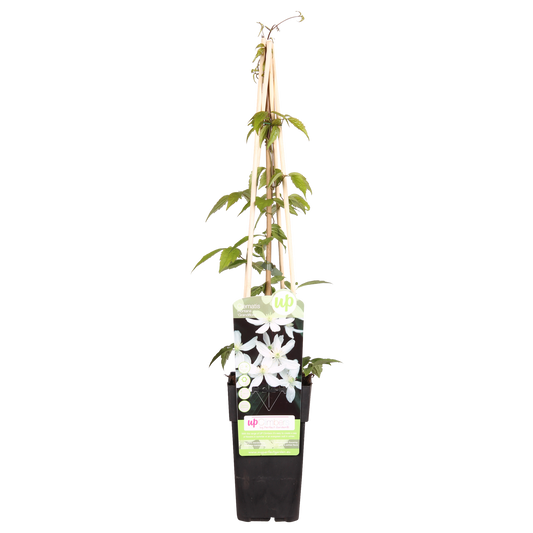 Waldrebe - Clematis Montana 'Grandiflora' – Weiße Blüten – Duftende Kletterpflanze – Ca. 65 cm hoch – Ø15 cm – Frühjahrsblüher – Schnellwachsend & winterhart 