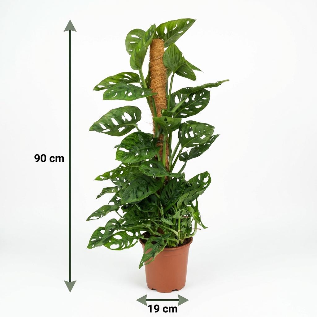 Green boutiQ - Zimmerpflanze - Monkey Mask - Monstera Andansonii Moosstab - Grün - Pflegeleicht - 1 Pflanze - Topf 19cm - Höhe 90cm 