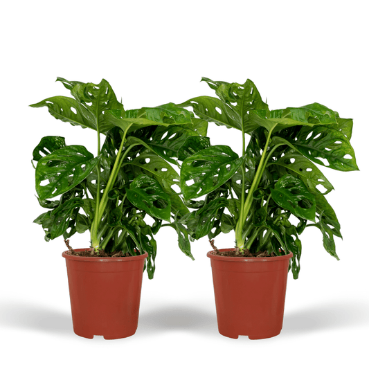 Fensterblatt - Monstera Monkey Leaf - Lochpflanze - Zimmerpflanze - 30cm - ø12cm