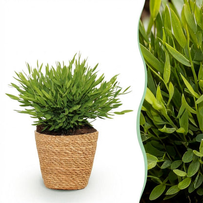Green boutiQ - Zimmerpflanze - Bamusa Pogonatherum Monica - Bambusgras - Haustierfreundliche Pflanze - Grün - 1 Pflanze - mit Korb - Topf 12cm - Höhe 20cm 