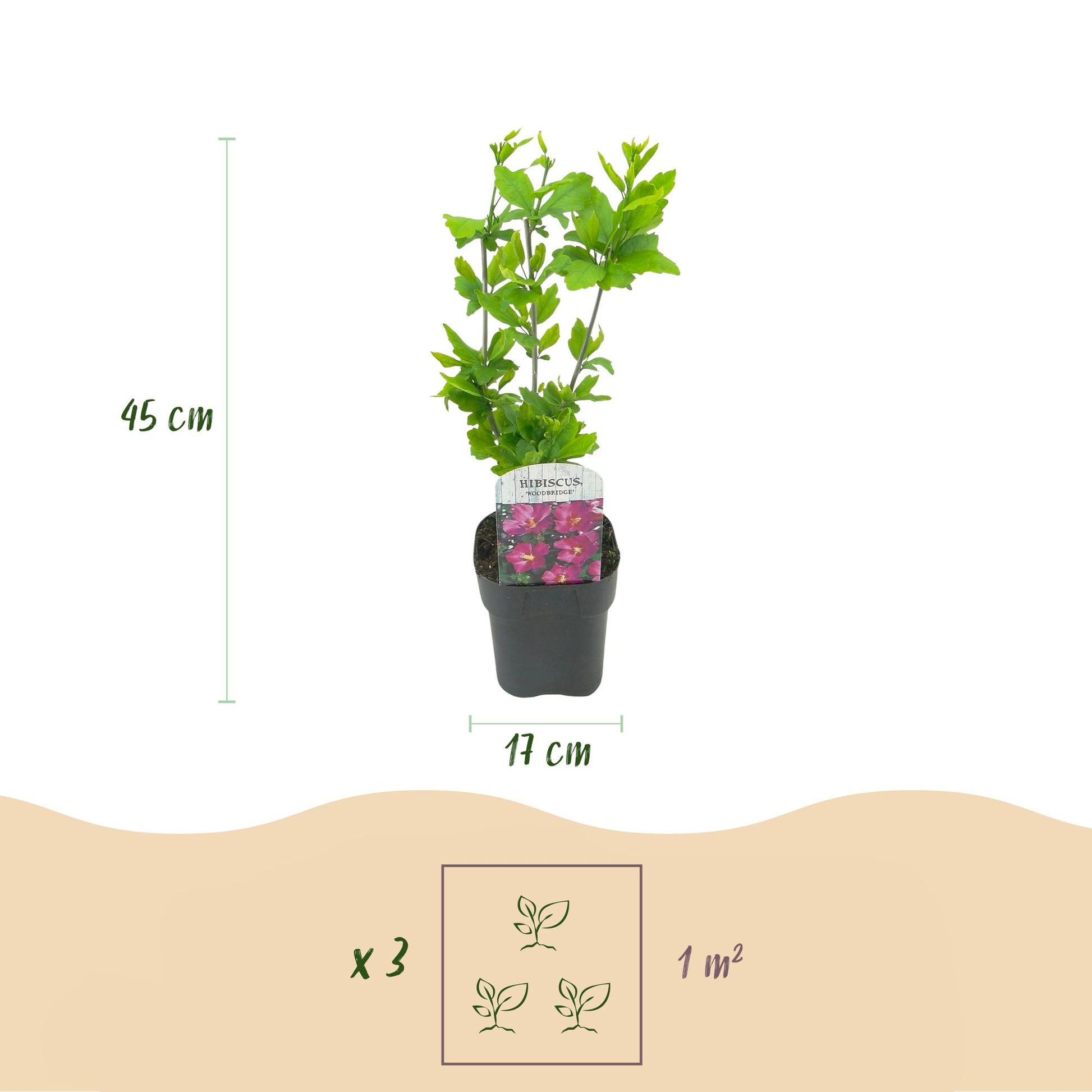 Green boutiQ - Garden Plant - Hibiscus syriacus Woodbridge - Garden Hibiscus - Hardy - Pink - 3 Plants - Pot 17cm - Height 45cm 