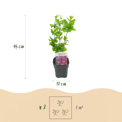 Green boutiQ - Garden Plant - Hibiscus syriacus Woodbridge - Garden Hibiscus - Hardy - Pink - 3 Plants - Pot 17cm - Height 45cm 
