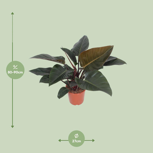 Baumfreund - Philodendron Congo Red - Zimmerpflanze - Ø27cm - ↕80cm