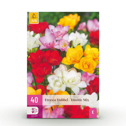 GreenboutiQ - Blumenzwiebeln - Freesia Double Mix - Verschiedene Farben - 40 Stück - Zwiebelgröße 5/6 - XXL Pack 