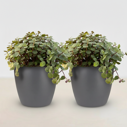 Green boutiQ - Zimmerpflanze - Calissia repens - Katzengras - Haustierfreundlich - Grün - 2 Pflanzen - mit Potter Grau - Topf 12cm - Höhe 17-20cm 