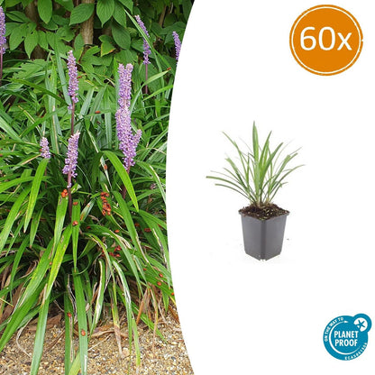 Lilientraube Liriope muscari 'Ingwersen' – ↕10-25cm – Ø9cm – 60 Pflanzen – Immergrüner Bodendecker – Violette Blütenrispen – Winterhart & pflegeleicht