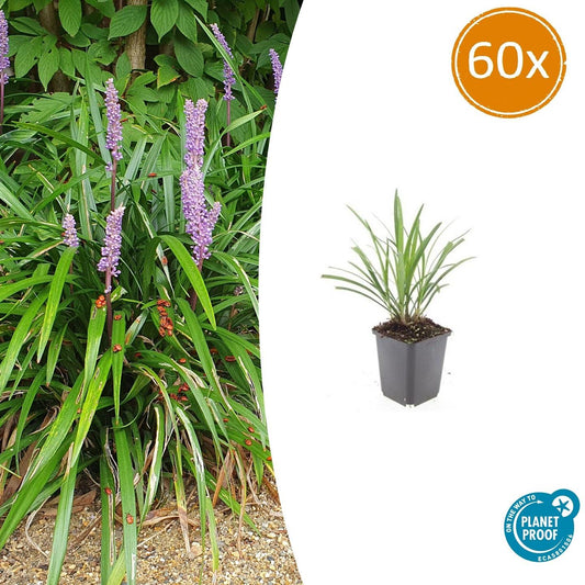 Lilientraube Liriope muscari 'Ingwersen' – ↕10-25cm – Ø9cm – 60 Pflanzen – Immergrüner Bodendecker – Violette Blütenrispen – Winterhart & pflegeleicht