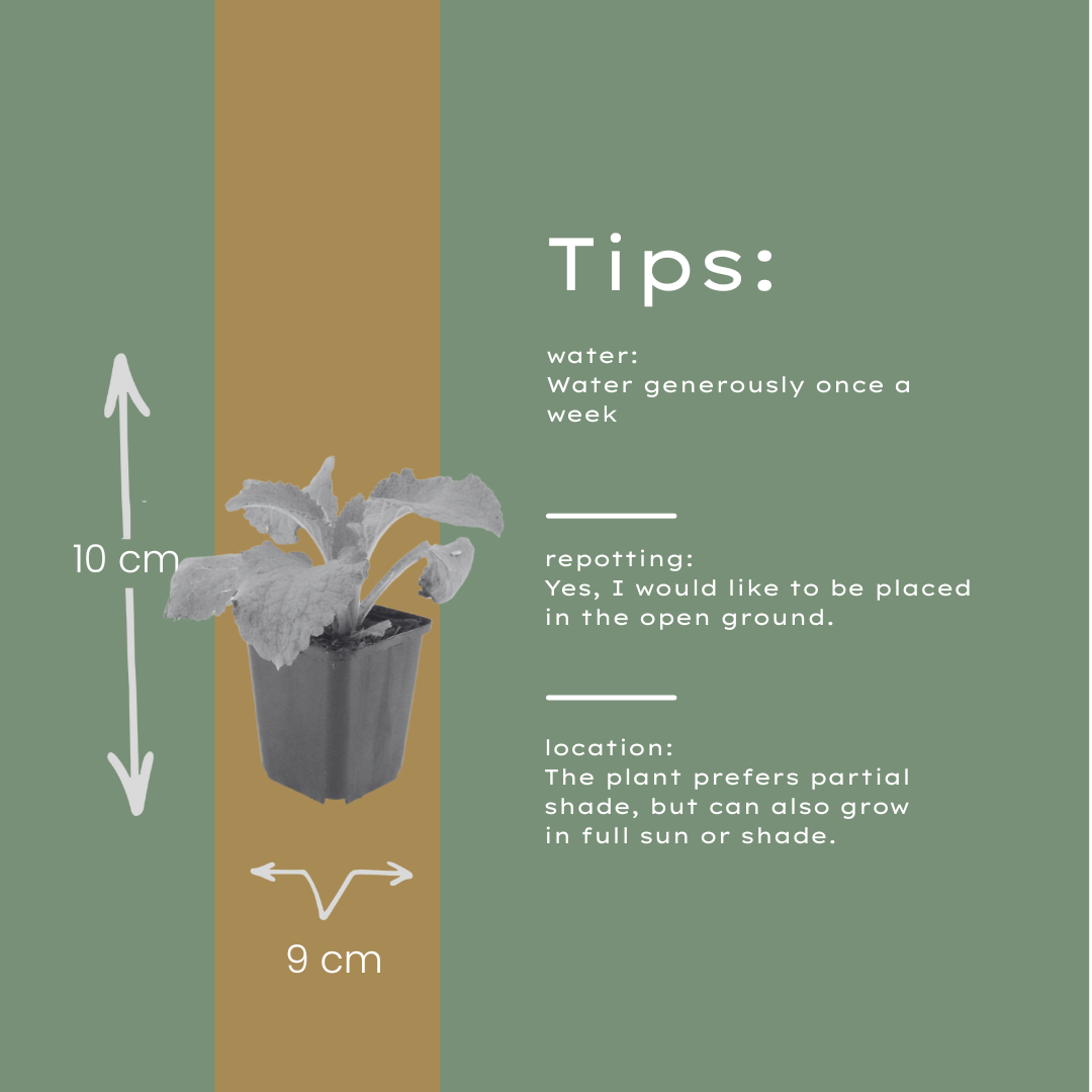 Roter Fingerhut Digitalis purpurea – 24 Pflanzen – 10-25cm – Ø9cm – Hohe Blütenstaude für Garten & Cottage-Beet – Bienenfreundliche Sommerpflanze