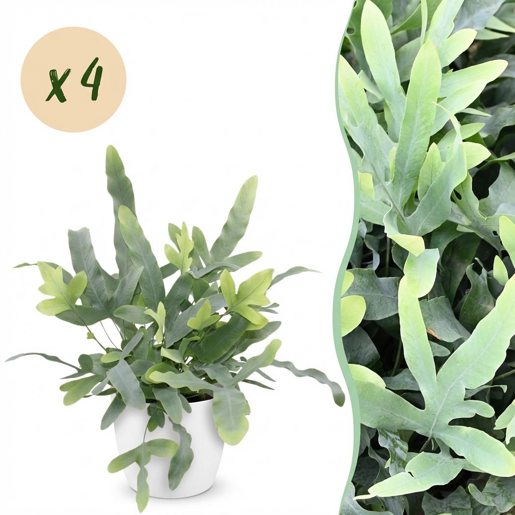 Green boutiQ - Zimmerpflanze - Phlebodium aureum Blue Star - Blaue Farn - Haustierfreundliche Pflanze - Blau - 4 Pflanzen - mit Potter Weiß - Topf 12cm - Höhe 25cm 