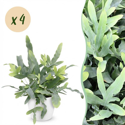 Green boutiQ - Zimmerpflanze - Phlebodium aureum Blue Star - Blaue Farn - Haustierfreundliche Pflanze - Blau - 4 Pflanzen - mit Potter Weiß - Topf 12cm - Höhe 25cm 
