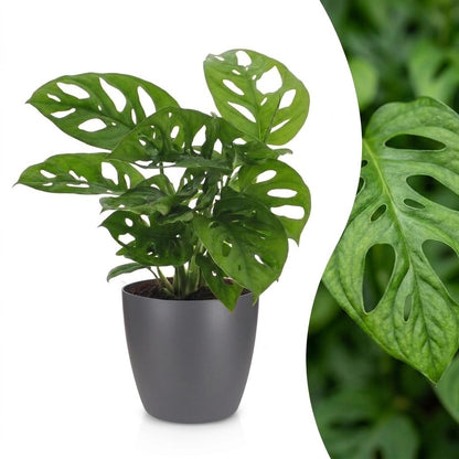 Fensterblatt 'Monkey Mask' – Monstera adansonii – Topf Ø12cm – Höhe 25cm – mit grauem Dekotopf – Dekorative Zimmerpflanze