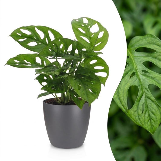 Fensterblatt 'Monkey Mask' – Monstera adansonii – Topf Ø12cm – Höhe 25cm – mit grauem Dekotopf