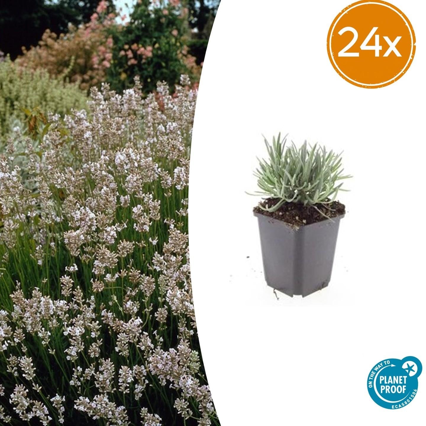 Lavendel Lavandula intermedia 'Edelweiss' – 24 Pflanzen – ↕10-25cm – Ø9cm – Weißblühender Lavendel – Winterhart, duftend & bienenfreundlich – Für Beete, Kübel & Trockensträuße 