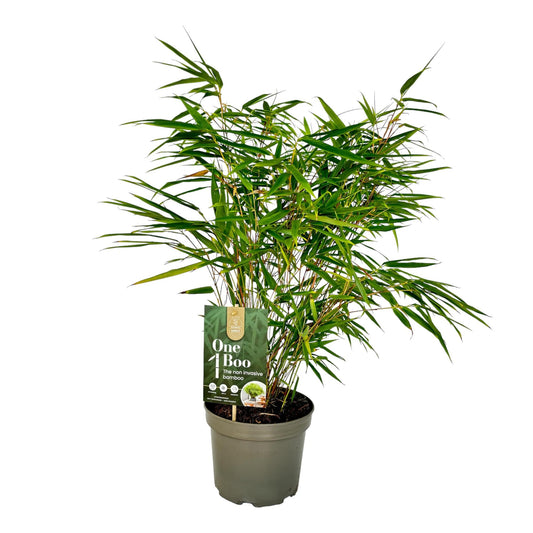 Green boutiQ - Gräser - Fargesia Rufa - Bambus - Nicht Wuchernd - Grün - 1 Pflanz - Topf 17 cm - Höhe 60 cm 