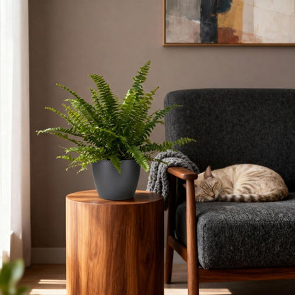 Green boutiQ - Zimmerpflanze - Nephrolepsis exaltata Green Lady - Farn - Haustierfreundliche Pflanze - Grün - 1 Pflanze - mit Potter Grau - Topf 12cm - Höhe 25cm 