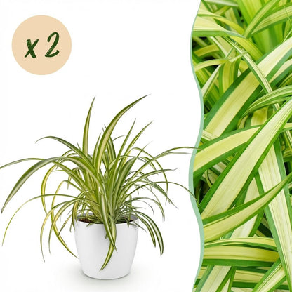Green boutiQ - Zimmerpflanze - Chlorophytum comosum Variegatum - Bunte Graslilie - Haustierfreundliche Pflanze - Grün - 2 Pflanzen - mit Potter Weiß - Topf 12cm - Höhe 20cm 