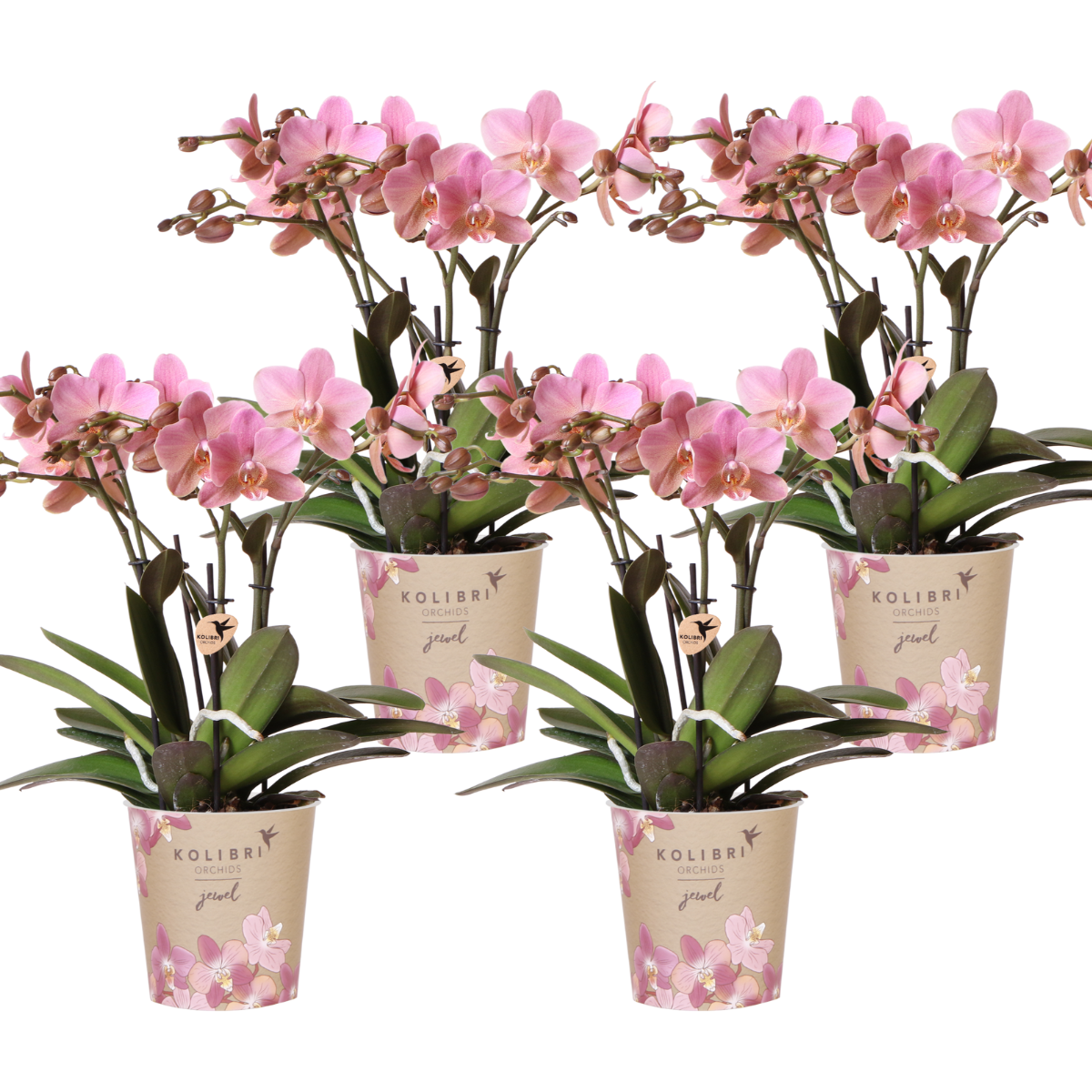 Orchideen Phalaenopsis - Treviso - Topfgröße Ø12cm - Zimmerpflanze - 4 Stück