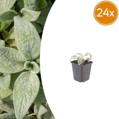 Stachys byzantina Silver Carpet – 24 Pflanzen – Ø9cm – Höhe 10-25cm – Winterharte Bodendecker Staude – Silberlaub – Trockenheitsresistent für Beet & Steingarten - Oasis of Life