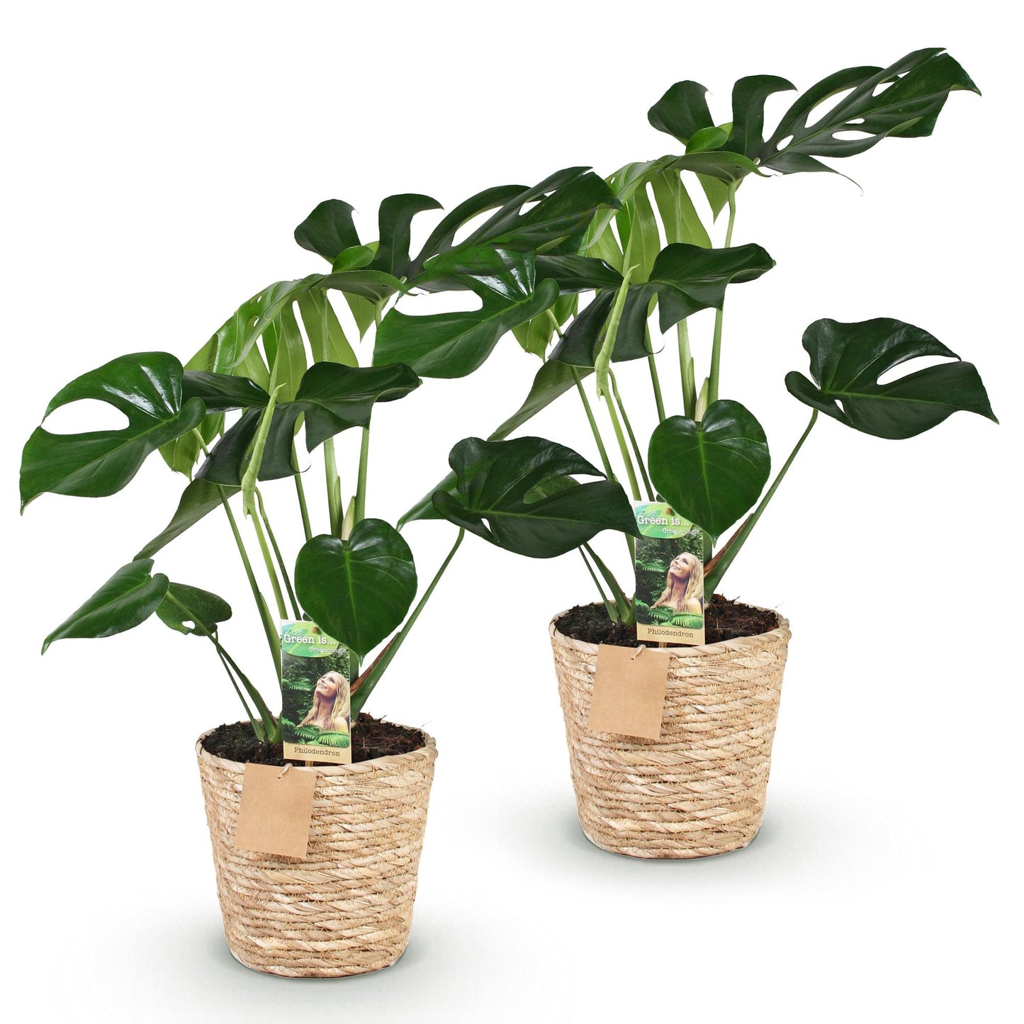 Green boutiQ - Zimmerpflanzen - Monstera Deliciosa - Fensterblatt - Pflegeleicht - mit Korb - Grün - 2 Pflanzen - Topf 17cm - Höhe 50-55cm 