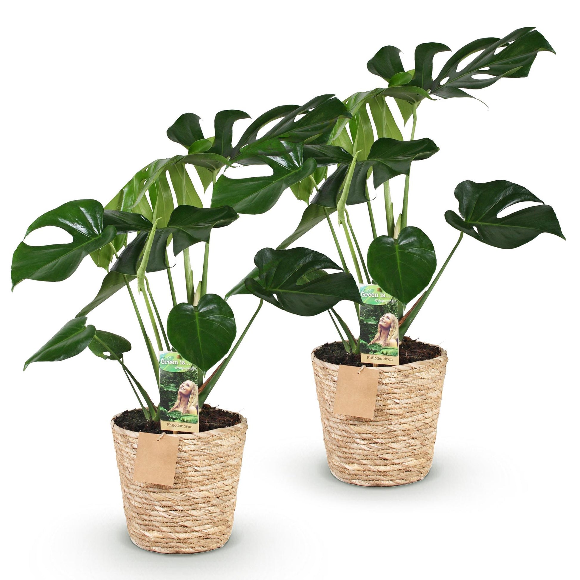 Green boutiQ - Zimmerpflanzen - Monstera Deliciosa - Fensterblatt - Pflegeleicht - mit Korb - Grün - 2 Pflanzen - Topf 17cm - Höhe 50-55cm 