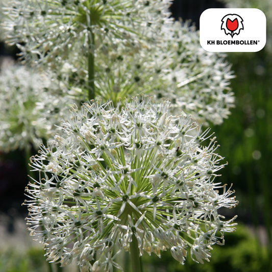 Allium 'White Giant' – Zierlauch – große, reinweiße Blütenkugeln – imposante Sommerblüher – 5 Blumenzwiebeln – ↕120cm – ideal für Beet & Rabatte 
