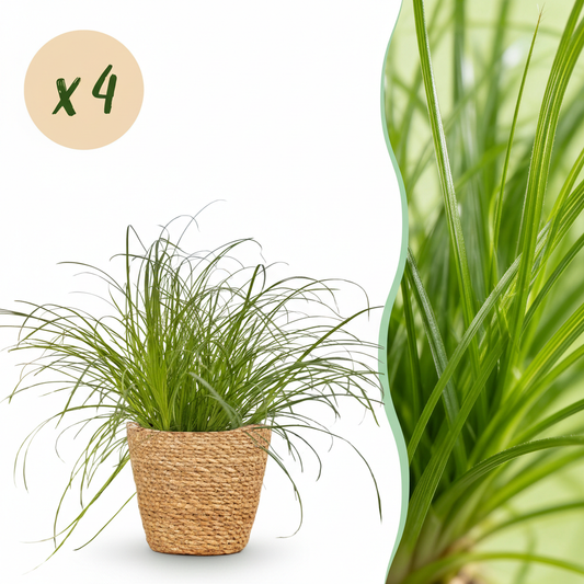 Green boutiQ - Zimmerpflanze - Cyperus alternifolius Zumula - Katzenpflanze - Haustierfreundliche Pflanze - Grün - 4 Pflanzen - mit Korb - Topf 12cm - Höhe 20cm 