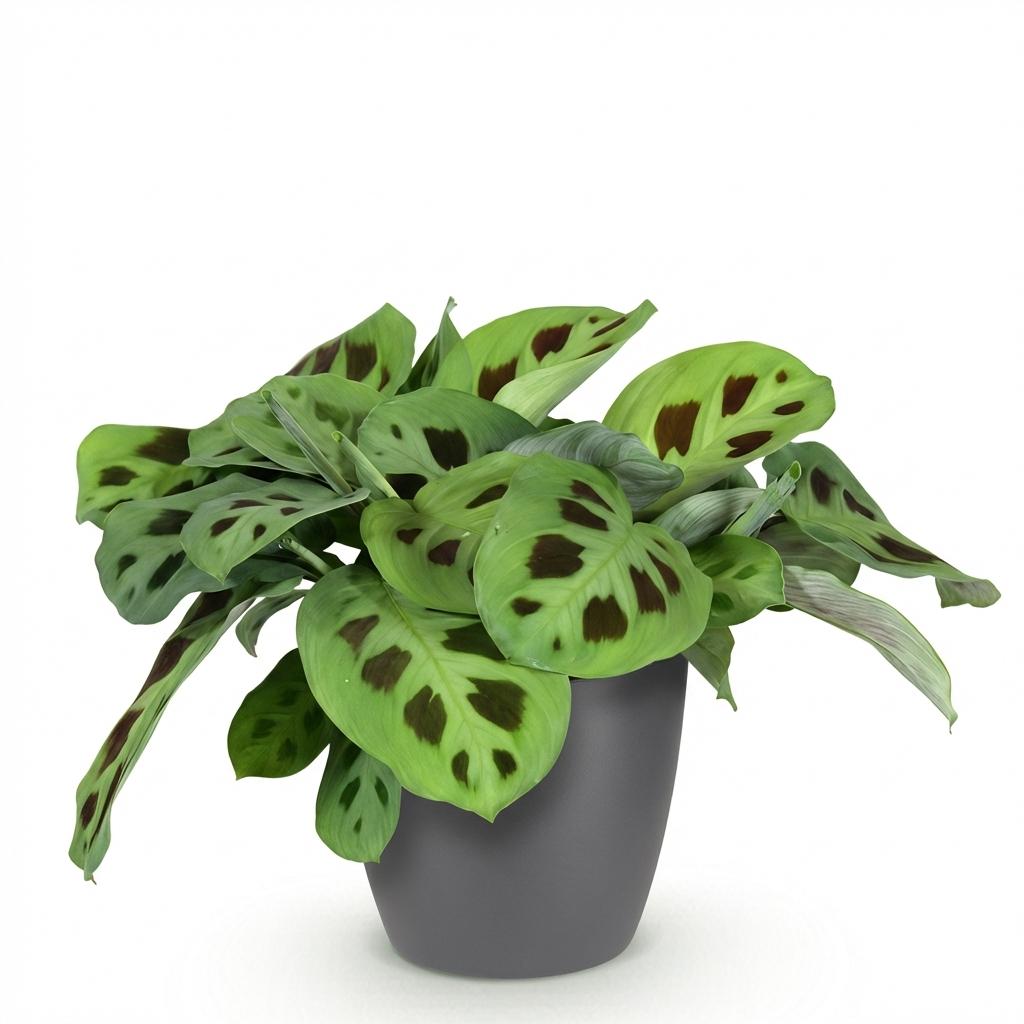 Green boutiQ - Zimmerpflanze - Maranta Fascinator Kerchoveana - Zebrapflanze - Haustierfreundliche Pflanze - Grün - 1 Pflanze - mit Potter Grau - Topf 12cm - Höhe 25cm 