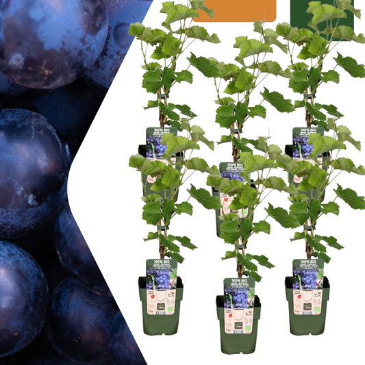 Bio Weintraube – Vitis vinifera – Ø13 cm – ↨20 cm – 6 Pflanzen – Biologische Weinpflanzen für Garten, Balkon & Terrasse – Selbstgezogen, Frostbeständig