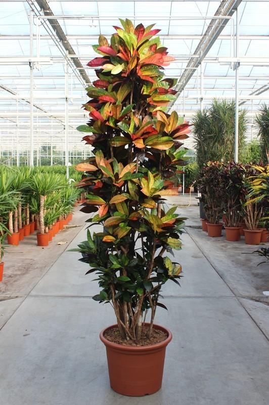 Codiaeum Iceton – Kroton Zimmerpflanze 230cm – XXL Grünpflanze mit bunten Blättern – Tropische Großpflanze für Wohnzimmer Büro & Wintergarten 
