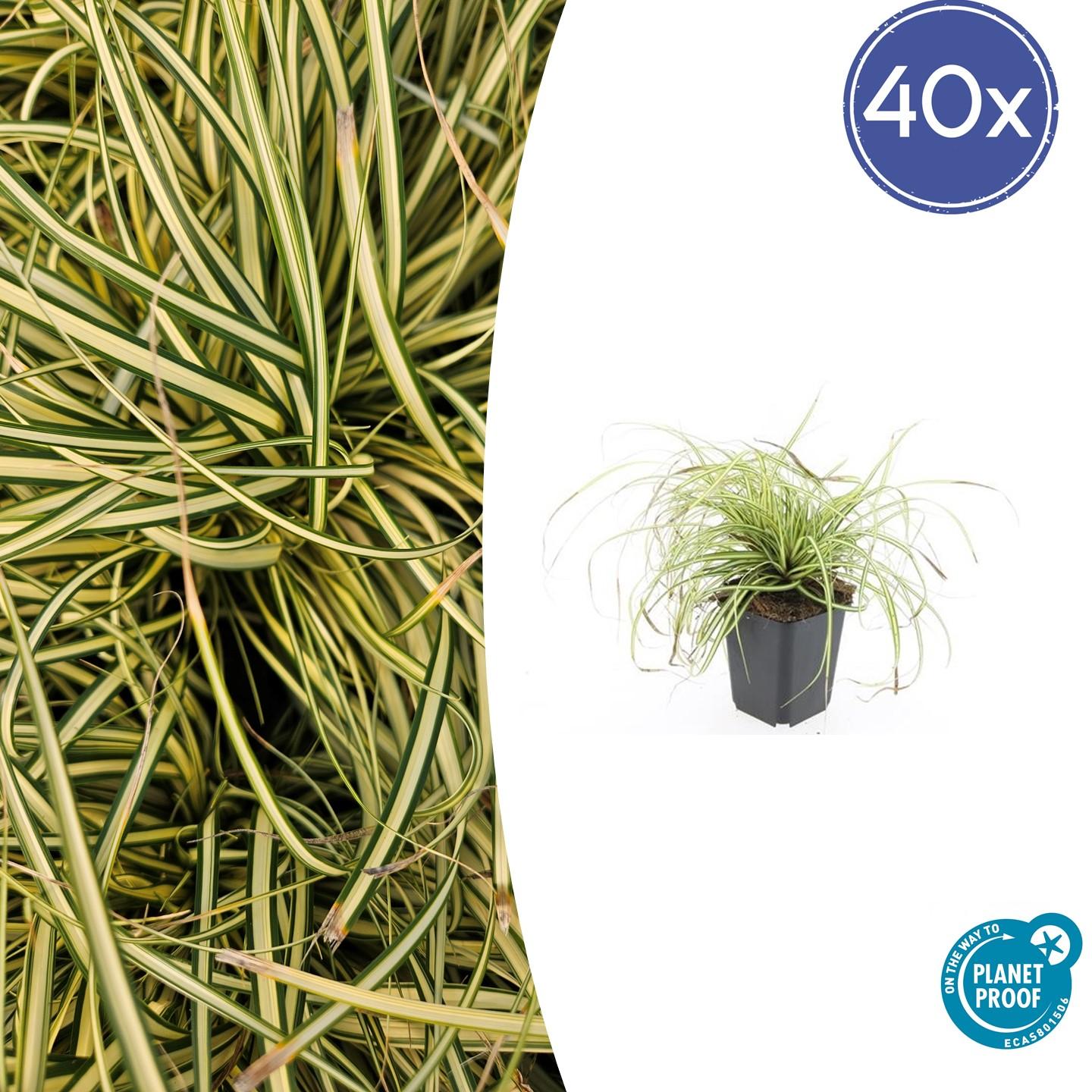 Gold-Segge Carex oshimensis 'Evergold' – ↕10-25cm – Ø9cm – 40 Pflanzen – Bodendecker – Winterhart – Pflegeleicht – Schattengarten