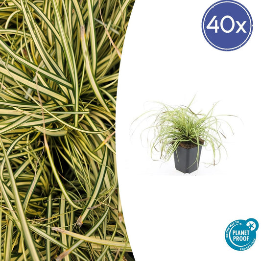 Gold-Segge Carex oshimensis 'Evergold' – ↕10-25cm – Ø9cm – 40 Pflanzen – Bodendecker – Winterhart – Pflegeleicht – Schattengarten