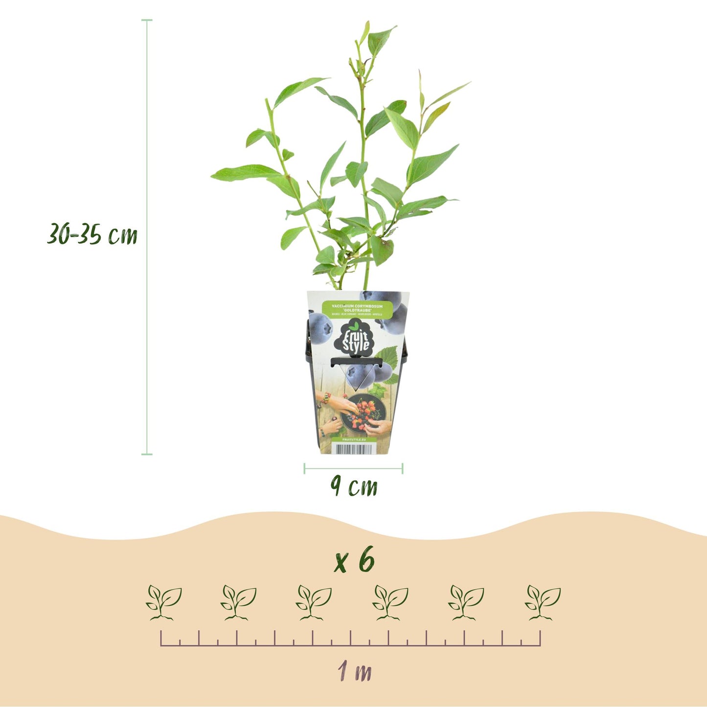 Blaubeere Vaccinium corymbosum Goldtraube winterhart 6 Pflanzen Ø9cm Höhe30cm – Ertragreiche Heidelbeere für Garten Balkon & Terrasse 