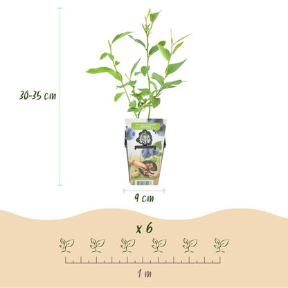 Blaubeere Vaccinium corymbosum Goldtraube winterhart 6 Pflanzen Ø9cm Höhe30cm – Ertragreiche Heidelbeere für Garten Balkon & Terrasse 