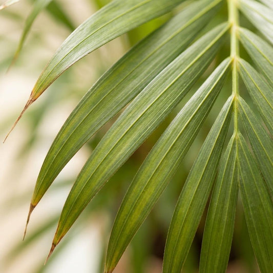 Green boutiQ - Plante d'intérieur - Palmier doré - Dypsis Lutescens Areca - Vert - Entretien facile - 1 Plante - Pot 21cm - Hauteur 90 - 100cm 