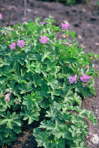 Storchschnabel – Geranium cantabrigiense 'Cambridge' – Ø9cm – 10-25 cm – 60 Pflanzen – pflegeleichter Bodendecker, rosa Blüten, bienenfreundlich